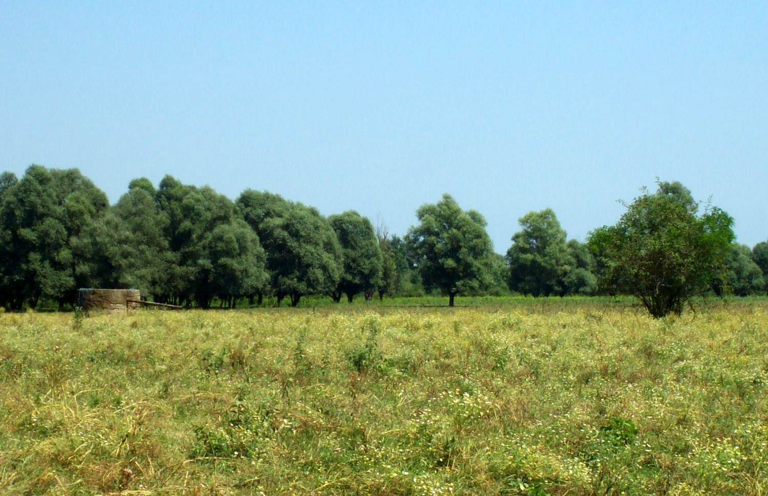 Pejzaž Lonjskog polja (S. Kolarić)